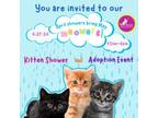 Adopt AAA - KITTEN SHOWER & ADOPTION EVENT a Domestic Long Hair