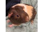 Adopt Frebby *bonded With Bidoof* a Guinea Pig