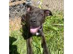 Adopt Holly Flax a Mixed Breed