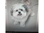 Adopt Jazzi Sue a Shih Tzu