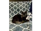Adopt Journey 2 a Domestic Short Hair