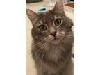 Adopt Miss Grey a Domestic Medium Hair