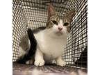 Adopt Vivian a Domestic Short Hair