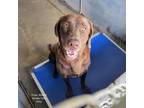 Adopt Posie a Chocolate Labrador Retriever