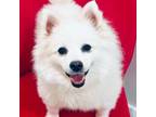 Adopt Zoey a American Eskimo Dog