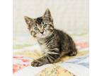 Adopt Frostbite a Domestic Short Hair