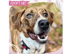 Adopt Henna a Mixed Breed