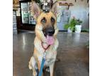 Adopt June a German Shepherd Dog