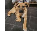 Adopt Winnie a German Shepherd Dog