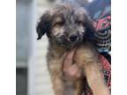 Adopt Emmy a Border Terrier