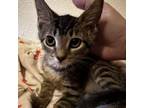 Adopt Sharon a Domestic Short Hair