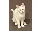 Adopt Bianca - In Foster Home a Domestic Short Hair