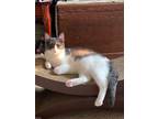 Adopt Brenda - In Foster Home a Domestic Short Hair