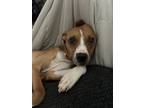 Adopt Jelly Bean a Mixed Breed