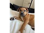 Adopt Sprinkles a Pit Bull Terrier, Boxer