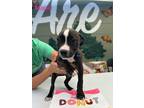 Adopt Maple a Pit Bull Terrier, Mixed Breed