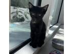 Adopt Samba a Domestic Short Hair