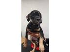 Adopt Roxie a Boxer