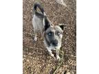 Adopt Letty a Siberian Husky, Shepherd