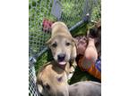 Adopt Sols Pups 7 a Great Pyrenees, Great Dane