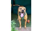 Adopt Macie a Rhodesian Ridgeback, Pit Bull Terrier