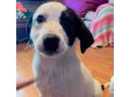 Adopt Tippy pup Angel a Labrador Retriever, Mixed Breed