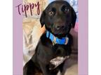 Adopt Tippy a Labrador Retriever