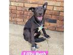 Adopt Lilly Beth a Labrador Retriever, Mixed Breed