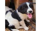 Adopt Fluff pup 5 a Border Collie, Mixed Breed