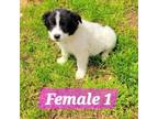 Adopt Fluff pup 1 a Border Collie, Mixed Breed
