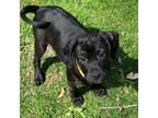 Adopt Rosemary a Black Labrador Retriever