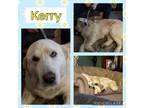 Adopt Kerry a Great Pyrenees