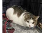 Adopt Sheba aka Hera a Tabby