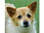 Adopt Sasha a Cardigan Welsh Corgi, Parson Russell Terrier
