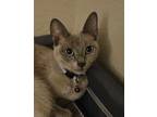 Adopt Gracie a Siamese