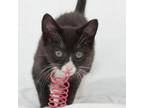 Adopt Yoko a Domestic Medium Hair