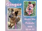 Adopt Ginger a Australian Cattle Dog / Blue Heeler