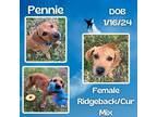 Adopt Pennie a Black Mouth Cur, Rhodesian Ridgeback