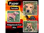 Adopt Pyper a Black Mouth Cur, Rhodesian Ridgeback