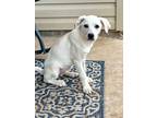 Adopt Frenchy a Anatolian Shepherd, Australian Cattle Dog / Blue Heeler