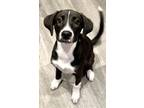 Adopt Jan a Anatolian Shepherd, Australian Cattle Dog / Blue Heeler