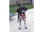 Adopt Rizzo a Anatolian Shepherd, Australian Cattle Dog / Blue Heeler