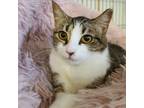 Adopt Carly a Domestic Short Hair, Tabby