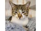 Adopt Candy a Domestic Short Hair, Tabby