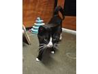 Adopt Licorice a Domestic Short Hair