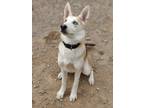 Adopt Kiwi a Siberian Husky, White German Shepherd