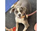 Adopt Cheyenne Mama a Beagle