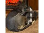 Adopt Cheyenne Mama a Beagle