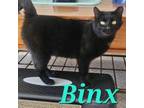 Adopt Binx a Domestic Short Hair