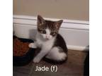 Adopt Jade a Domestic Short Hair